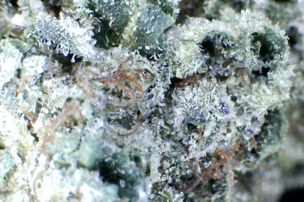 Wonder Dawg by: Ceballos farms Humboldt County - Image 6